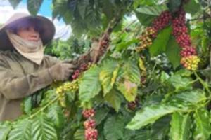 Việt Nam được EU xếp loại “rủi ro thấp” trong Luật EUDR
