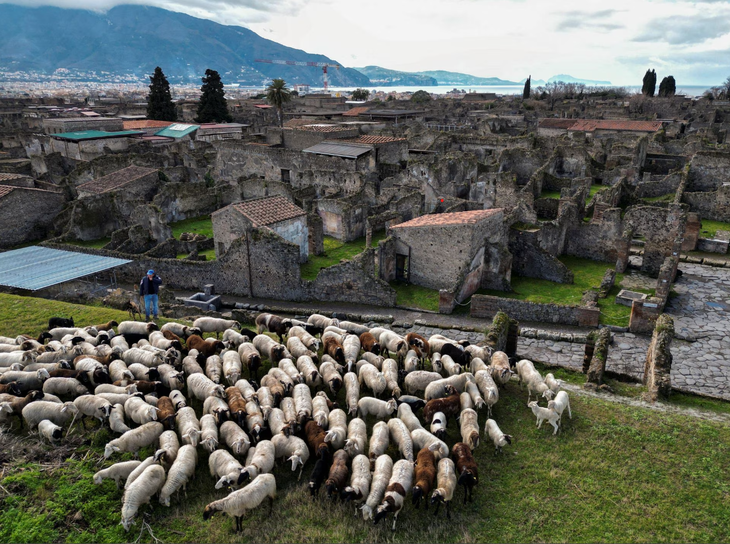 Đàn cừu thảnh thơi ăn cỏ để 'giải cứu' thành cổ Pompeii