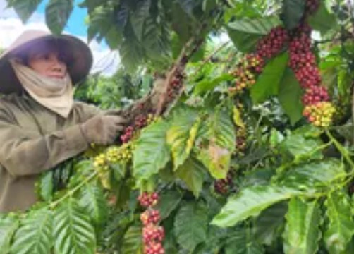 Việt Nam được EU xếp loại “rủi ro thấp” trong Luật EUDR